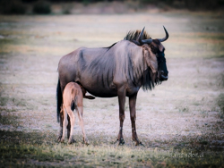 Moremi: la joya de la corona, donde te emocionarás a cada instante. - Botswana y Cataratas Victoria: la esencia de África y maravilla natural (27)