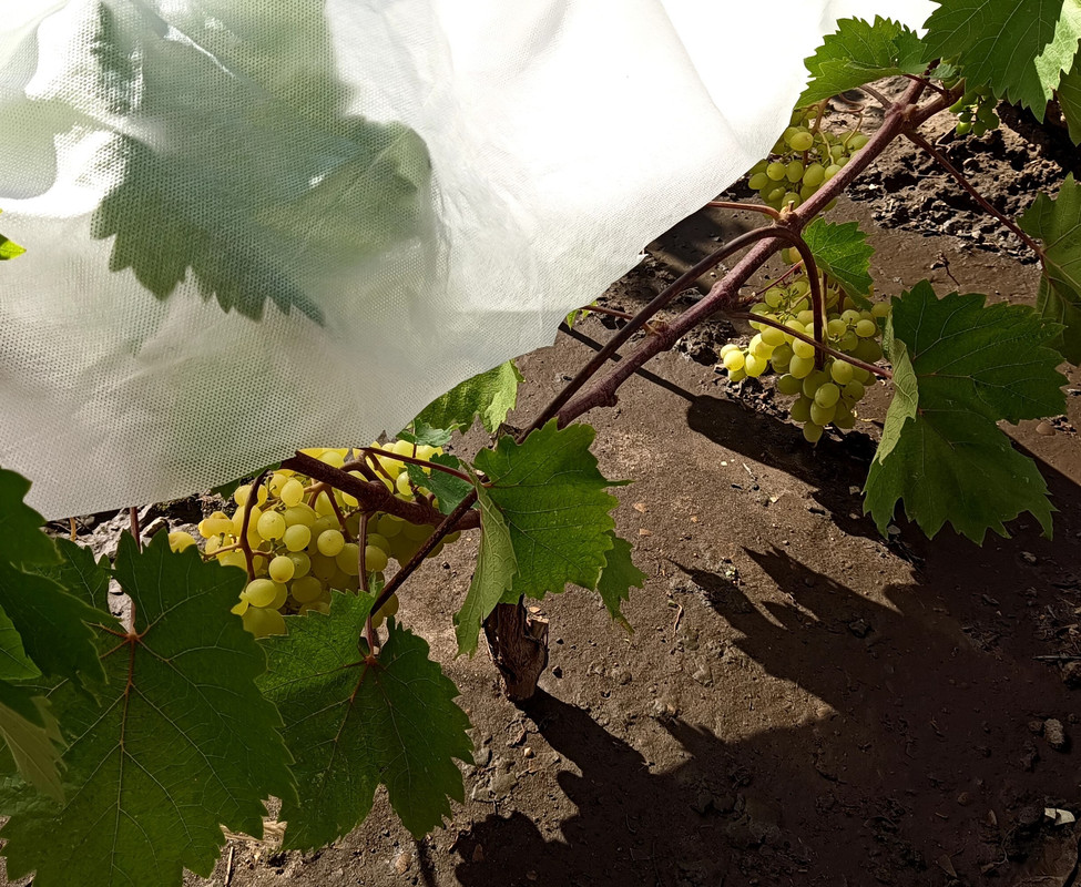 Цимус_20240715_161925