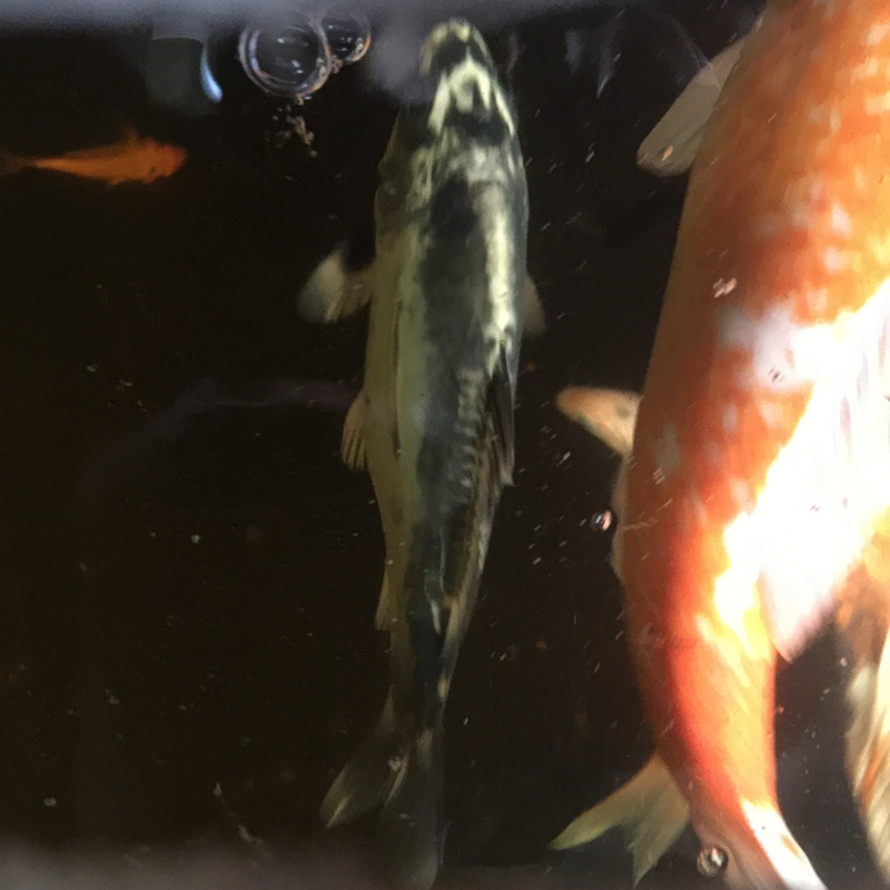 EE9E463F-0A42-42D5-9C50-64AC336F6A14