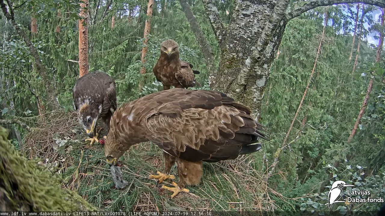 Mazais ērglis (Clanga pomarina), ligzda bērzā - LDF tiešraide 14-56-7 screenshot