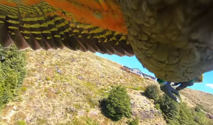 Kamera terus merekam saat GoPro dibawa terbang oleh seekor burung beo.