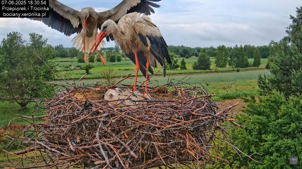 07062025bociany43