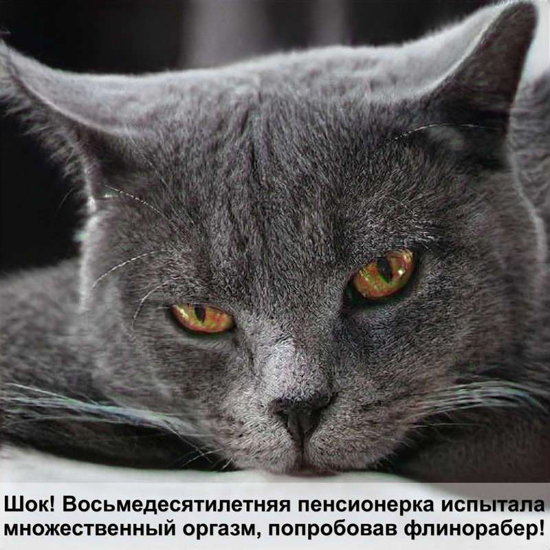 как рождаются кошки