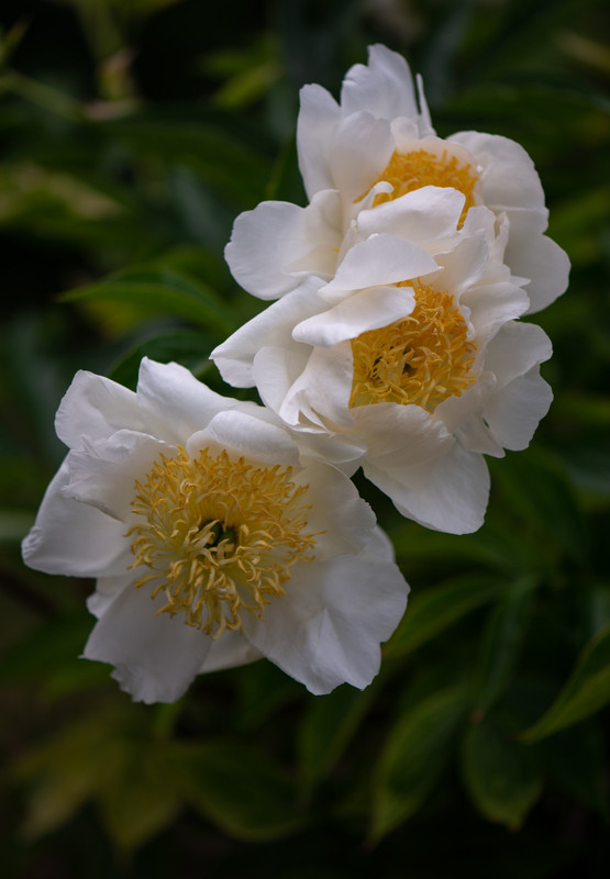 IMG-7abfc5e78dcda2b99f0a85c652b30d1b-V