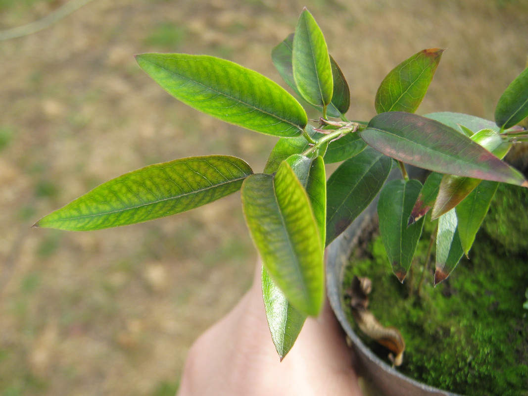 myrciaria_sp_-20140709T112645