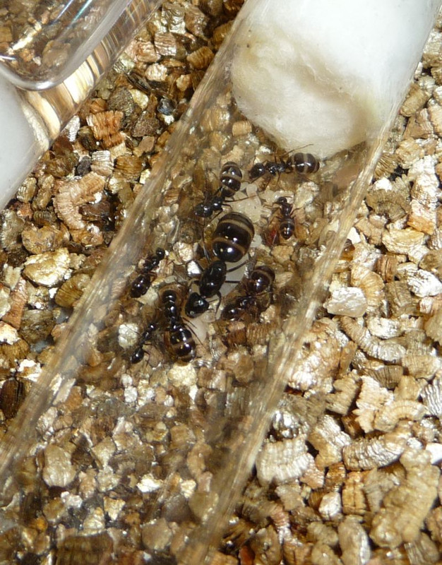 1407-Camponotus1.jpg