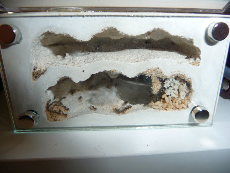 0206-Lasius1.jpg