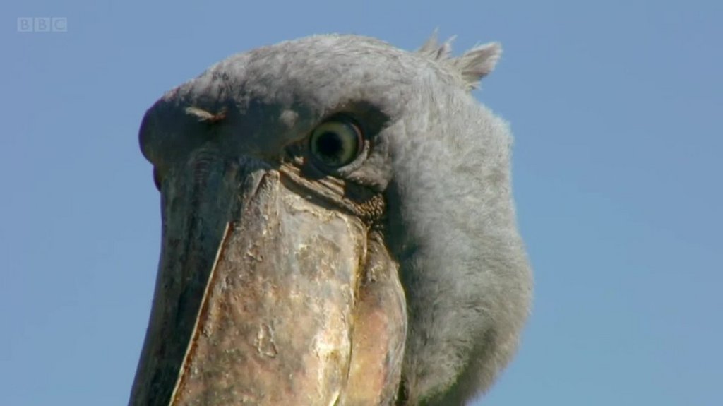 [Image: sjdvl39p4pl2.jpg]