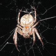 IMG-0546.jpg