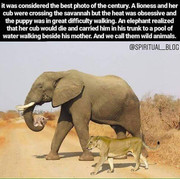 elephant helping lion cub