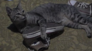 11.2.cat with shoe II