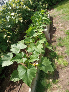 [Image: yellow-squash-after-covering.jpg]