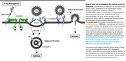 SARS-CoV-Coronavirus_Lung Pathogenesis