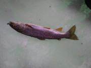 [Image: 20220117-111026.jpg]
