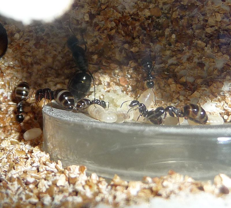 0805-Camponotus-eggs.jpg