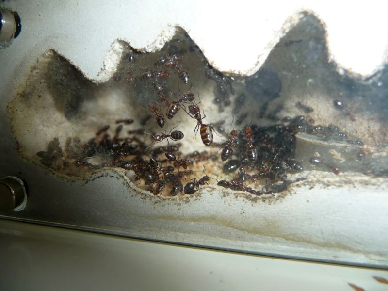 2206-Lateralis1.jpg