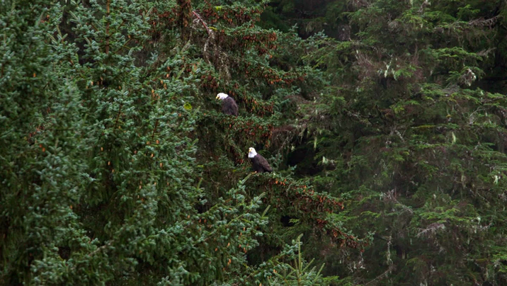 [Image: 6b7d2mna0jfi.png]