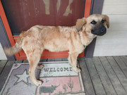 [Image: Dolly-1.jpg]