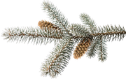 BC-ATaste-Of-Winter-El-96