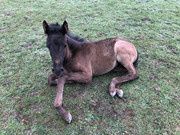 E1-C34-F89-0-B50-422-A-8-B7-D-45-EE06-E9-C322