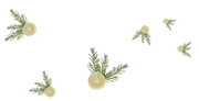 Fruit-Pine