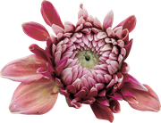 Blossom-Elements-58
