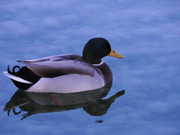 Alla scoperta del cielo