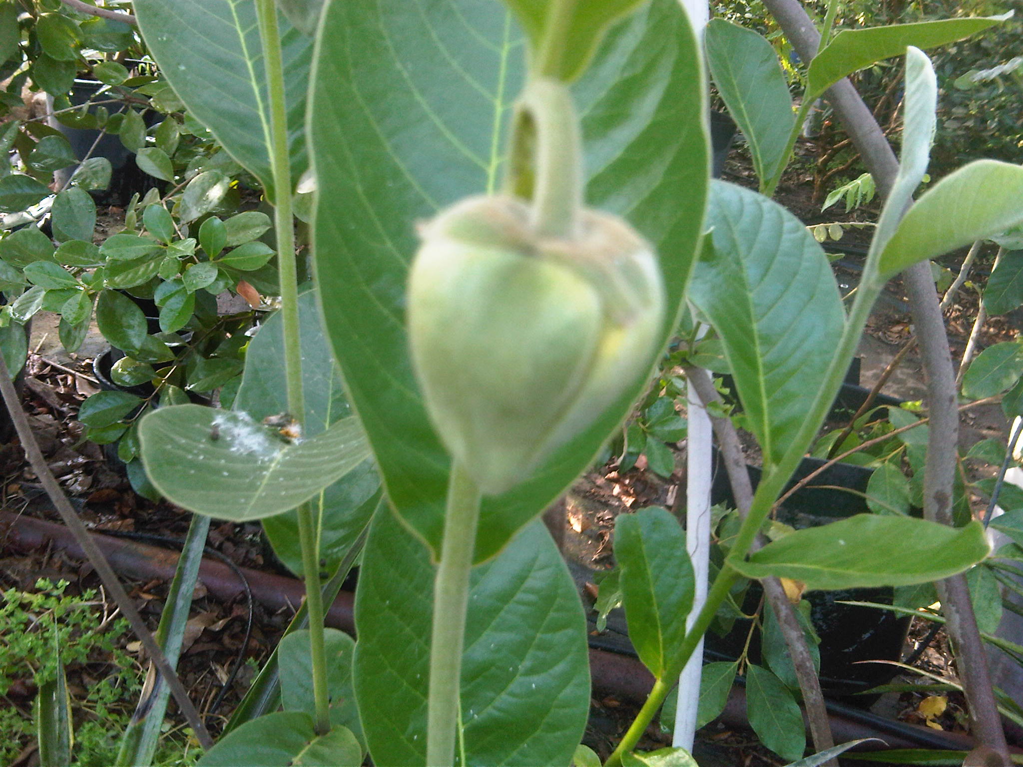 IMG00250 20130718 1935 — Postimages