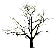 Halloweenpumpkitdndarktree