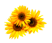 ISmell-Autumn-LL-Element75