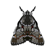 moths2