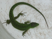 IMG-0353.jpg