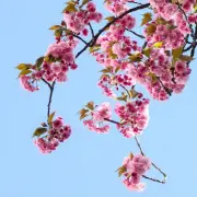 다음지도