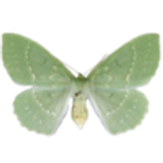 tumblr-5caa7123139b9c3f779fcde0c28b50a3-b0bed871-250