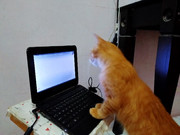 45b4b37301ea54ac96f73a1082d3cab6