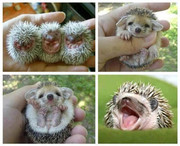 baby hedgehogs