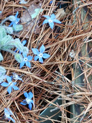 2023-06-24 Closeup [3] Borage flowers
