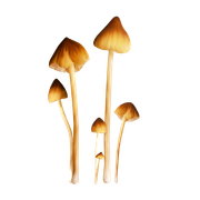 TADD_elements_Shimmer_Fall_41