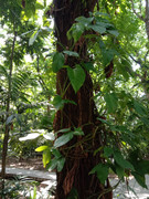 Arroceros-Forest-Park-Manila-Bagras20260715-141911