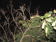 61.1.ghosts of autumn I