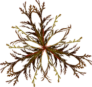 BC-ATaste-Of-Winter-El-45