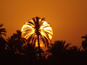 [Image: Coucher-de-soleil-sur-le-Nil.jpg]