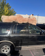 BEAR-2
