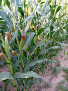 IMG-be560369ea25344a56e276af4bc9c8a6-V