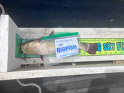 [Image: Bullhead-12-5-JPEG.jpg]