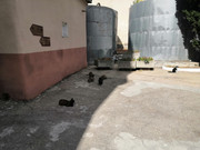 11 кошаки на обед построены