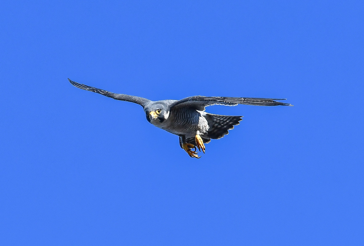 Foto's van Dennie 2023 Sv2602e