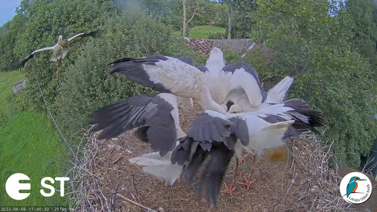 Baltie stārķi (Ciconia ciconia) Tukuma novadā - LDF tiešraide __ White storks in Tukums, Latvia 13-3
