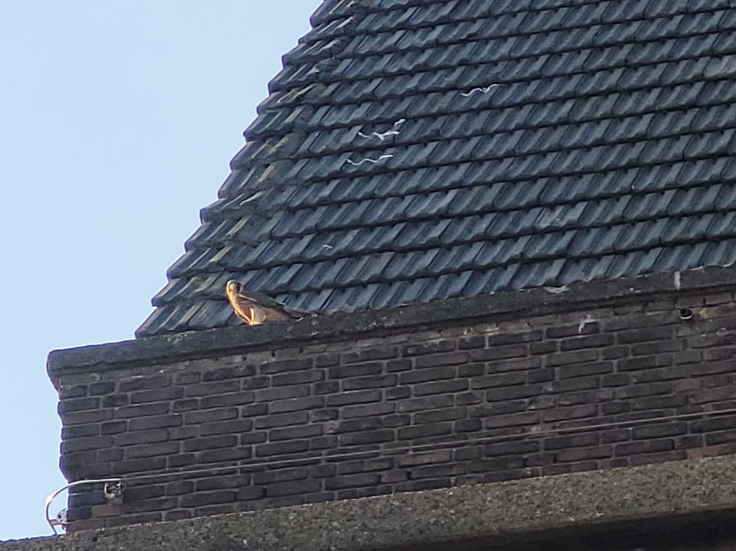 Den Haag/Bethlehemkerk - Pagina 3 2
