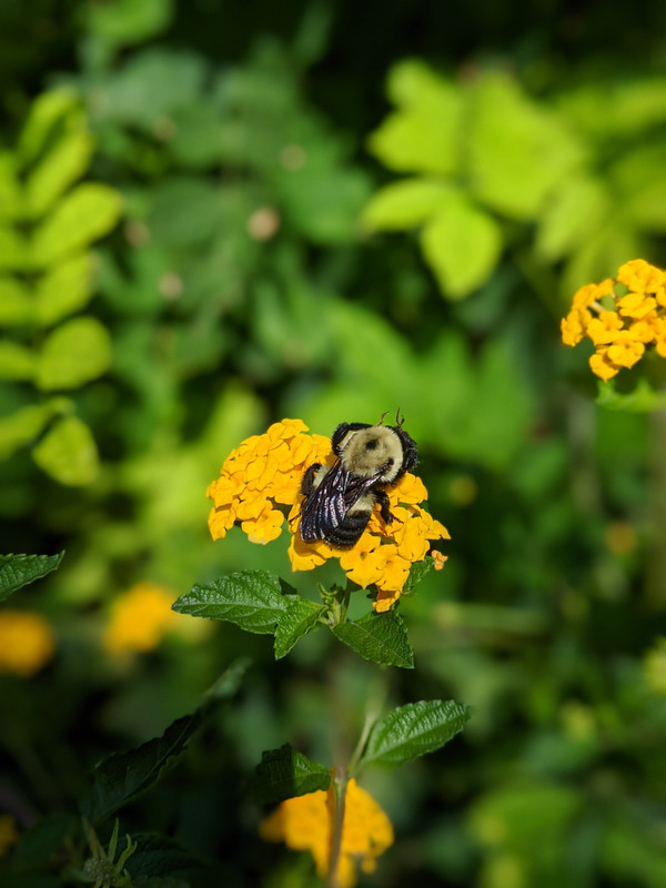 bumble bee on flower